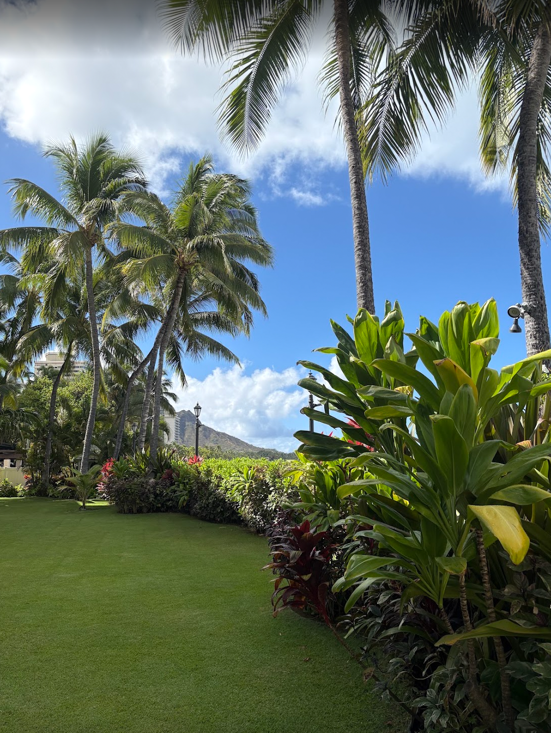 Diamond Head beyond a sunny garden with palms and a green lawn